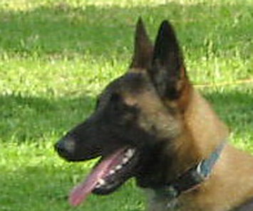 Publication : des Loups de Saint-Benoît