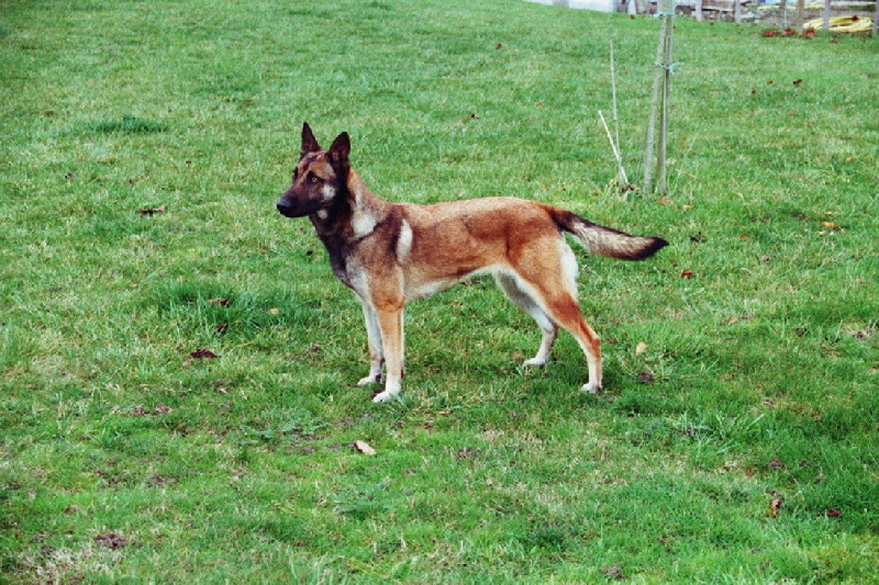 Publication : des Loups de Saint-Benoît