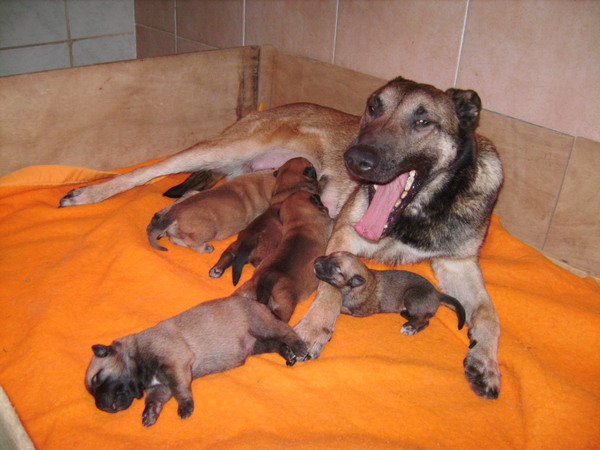 Publication : des Loups de Saint-Benoît