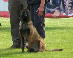 Publication : des Loups de Saint-Benoît