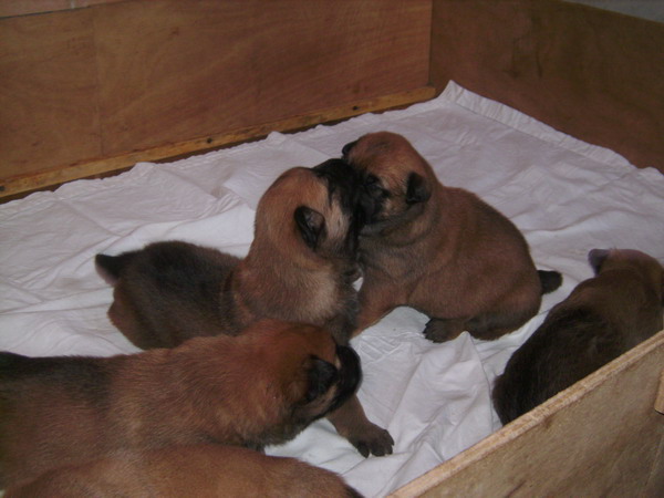 Publication : des Loups de Saint-Benoît