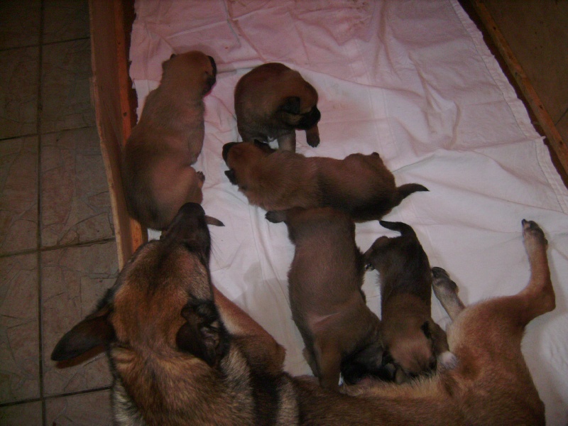 Publication : des Loups de Saint-Benoît