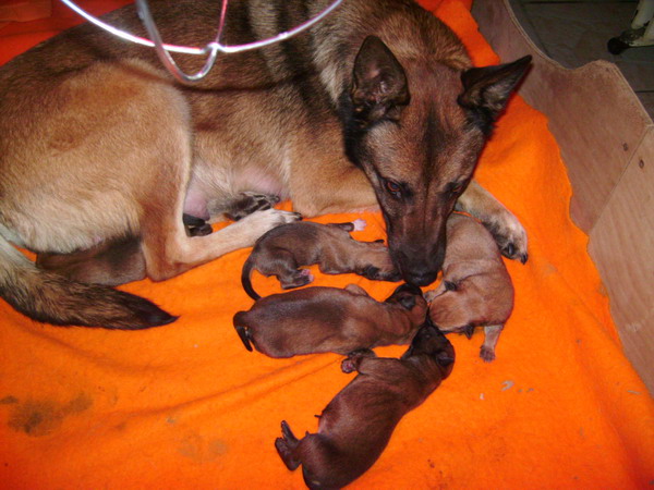 Publication : des Loups de Saint-Benoît