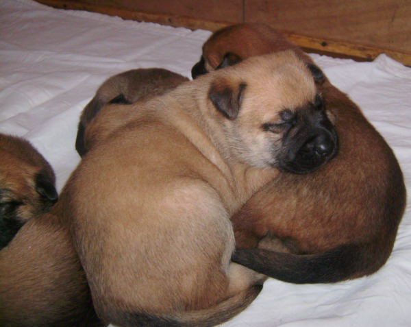 Publication : des Loups de Saint-Benoît