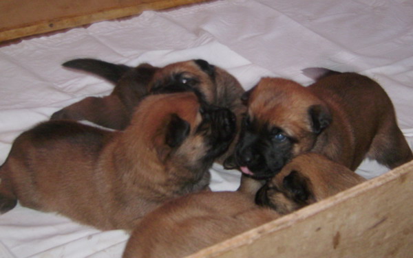 Publication : des Loups de Saint-Benoît