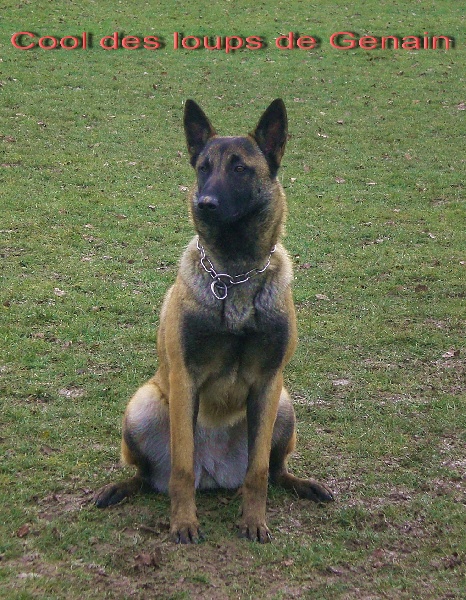 Publication : des Loups de Saint-Benoît