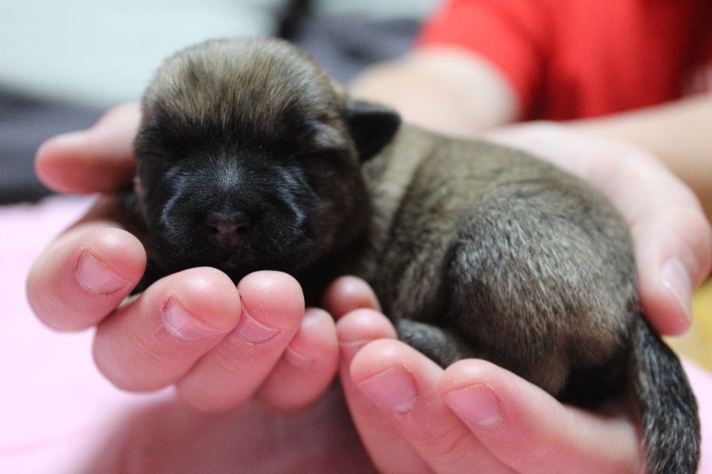 Cairn Terrier - des Loups de Saint-Benoît
