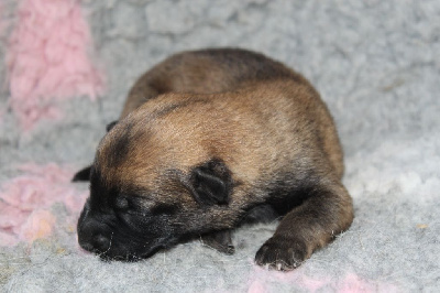 Les chiots de Berger Belge