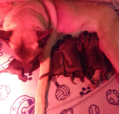 Les chiots de Berger Belge