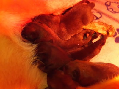 Les chiots de Berger Belge