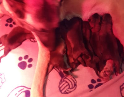 Les chiots de Berger Belge