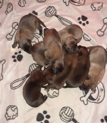 Les chiots de Berger Belge