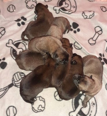 Les chiots de Berger Belge