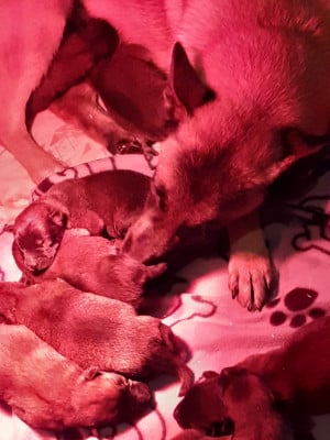 Les chiots de Berger Belge