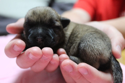 Les chiots de Cairn Terrier