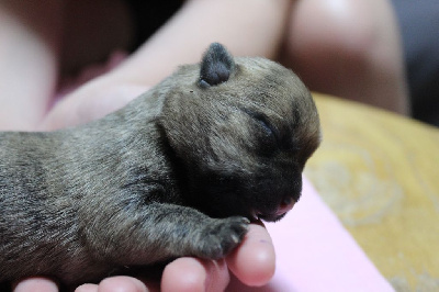 Les chiots de Cairn Terrier