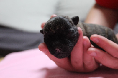 Les chiots de Cairn Terrier