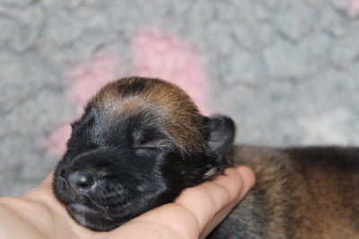 Les chiots de Berger Belge