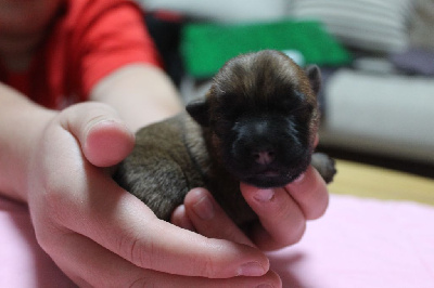 Les chiots de Cairn Terrier