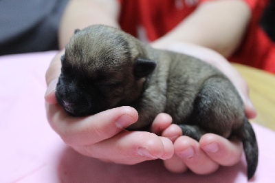 Les chiots de Cairn Terrier