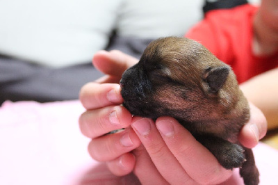 Les chiots de Cairn Terrier