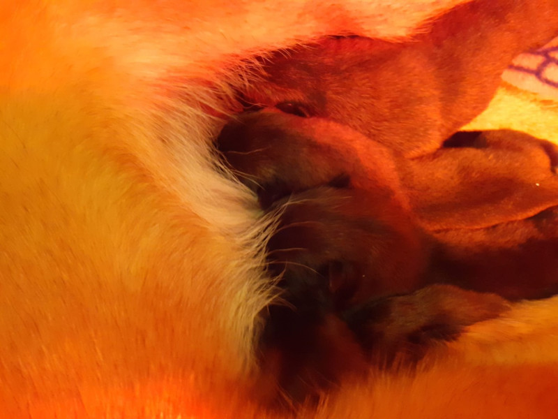 Berger Belge - des Loups de Saint-Benoît