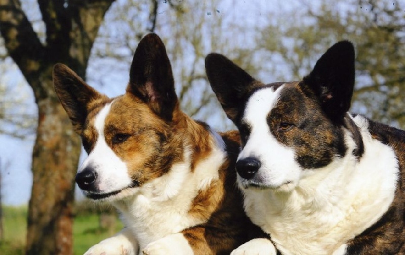 Starcoat Gorgeous vic junior dit junior