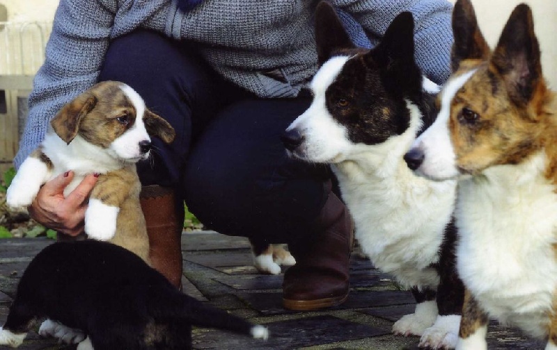 Starcoat Gorgeous vic junior dit junior