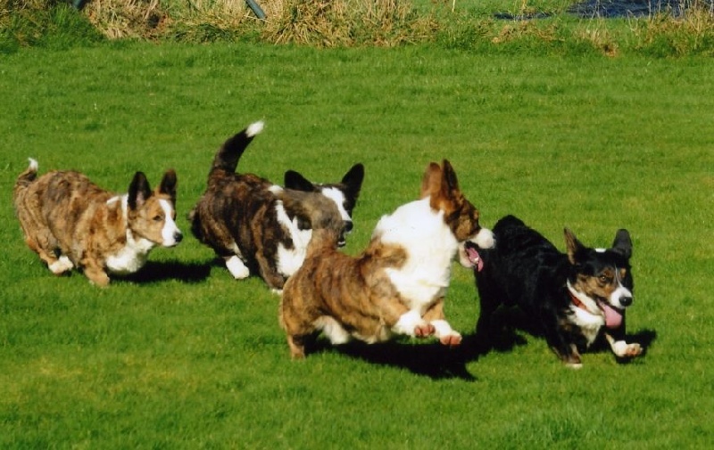 Starcoat Gorgeous vic junior dit junior
