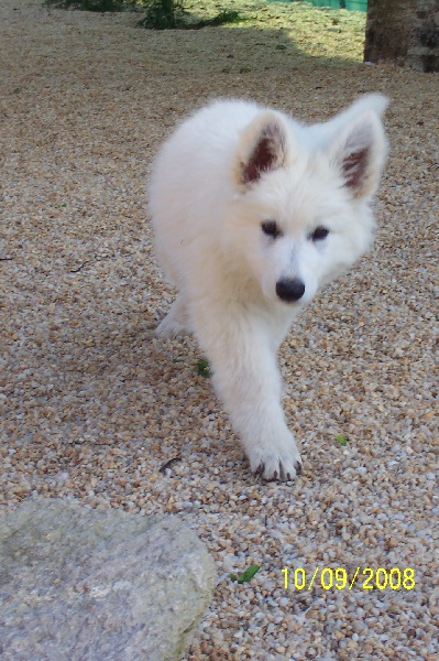 Publication : Des chemins du poitou