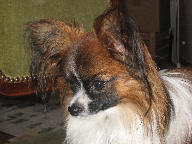 Publication : de la vallée des Gentianes