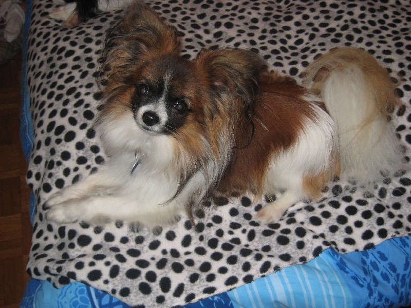 Publication : de la vallée des Gentianes