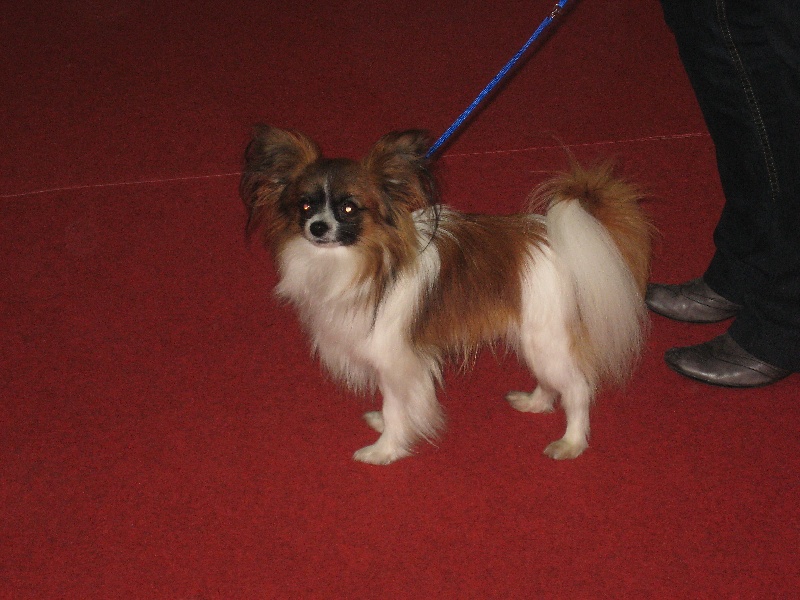 Publication : de la vallée des Gentianes