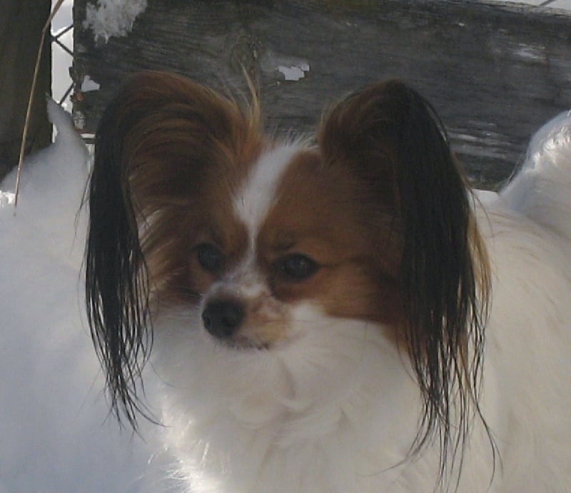 Euridica Maria sirrah