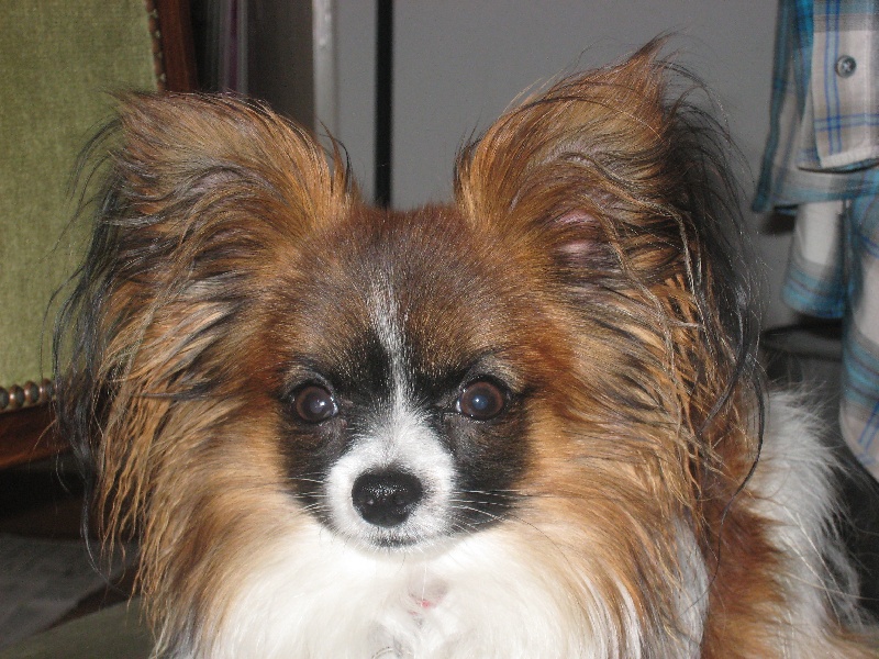 Publication : de la vallée des Gentianes