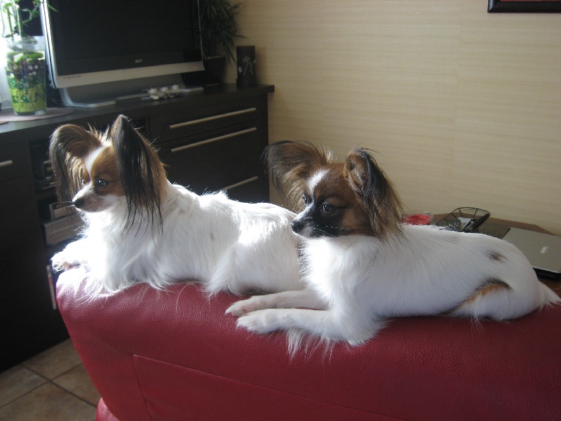 Euridica Maria sirrah