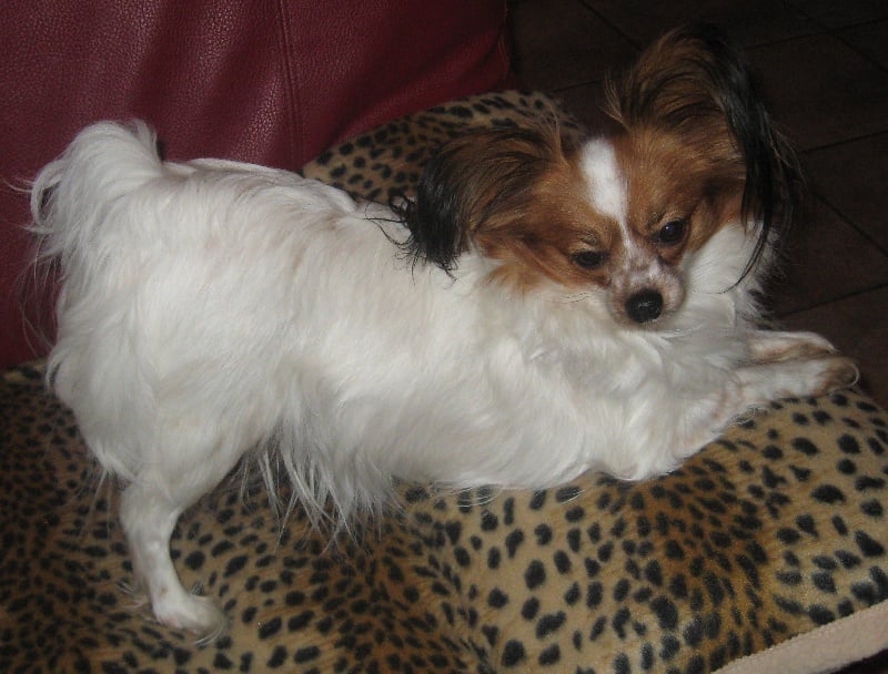 Euridica Maria sirrah