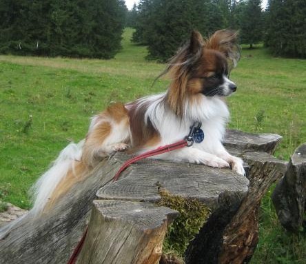 Publication : de la vallée des Gentianes