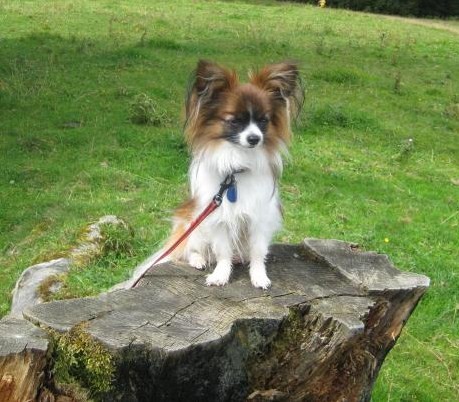 Publication : de la vallée des Gentianes