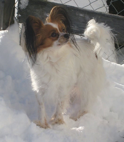 Euridica Maria sirrah