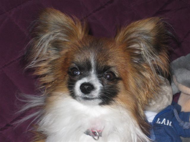 Publication : de la vallée des Gentianes