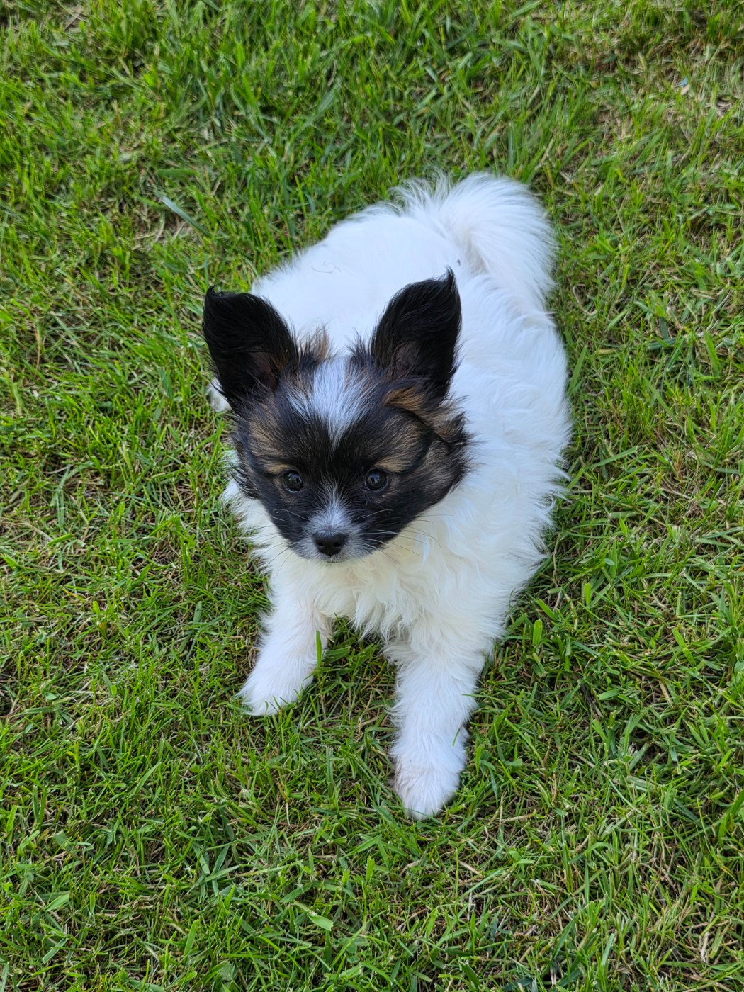 Chiot N°3