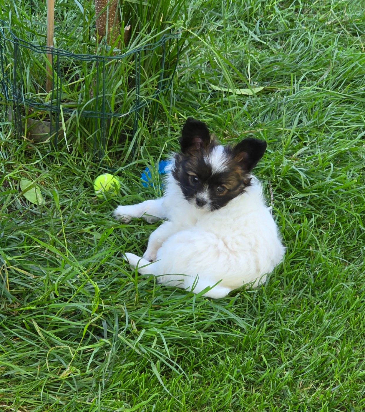 Chiot N°3