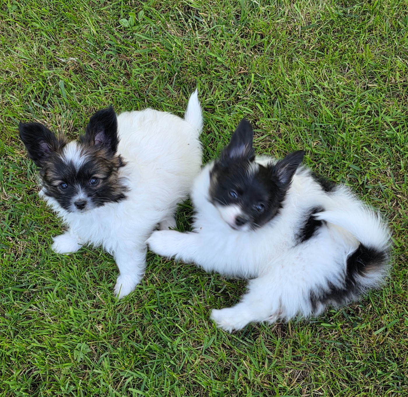 Chiot N°3