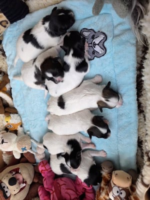 Les chiots de Epagneul nain Continental (Papillon)