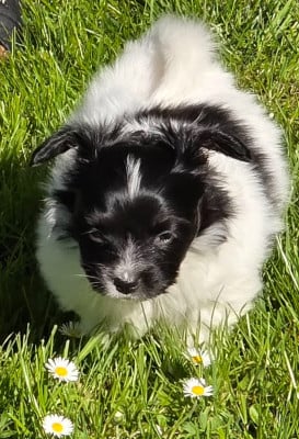 Les chiots de Epagneul nain Continental (Papillon)