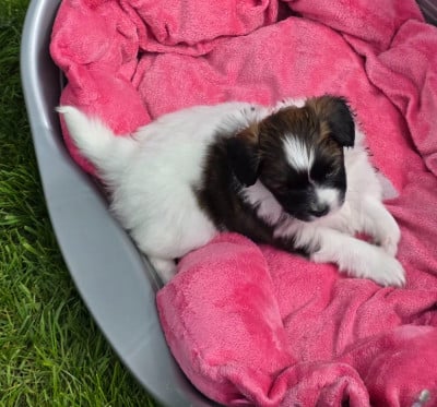 Les chiots de Epagneul nain Continental (Papillon)
