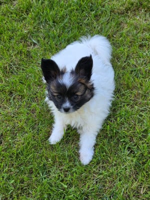 Les chiots de Epagneul nain Continental (Papillon)