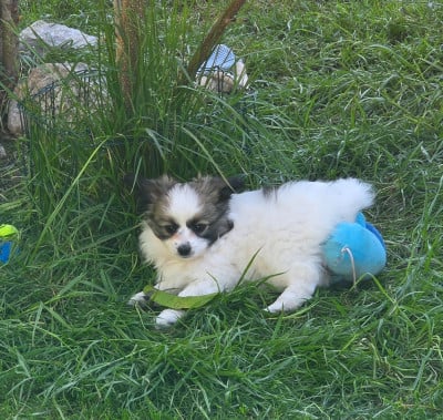 Les chiots de Epagneul nain Continental (Papillon)