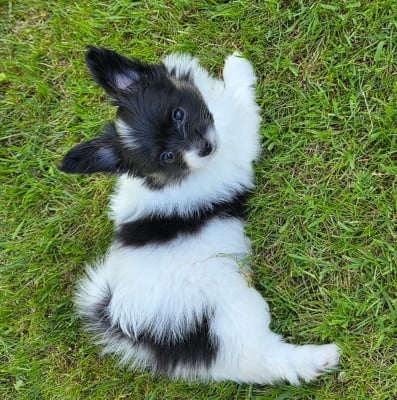 Les chiots de Epagneul nain Continental (Papillon)